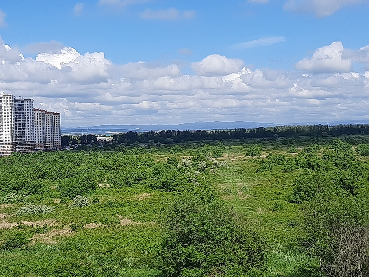 Вечнозелёный и вечно солнечный вид из окна. Фото личное