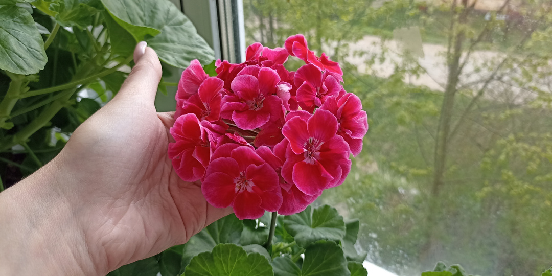 "Сажай герань только в тесный горшок" - говорили они. С опытом я стала думать по-другому