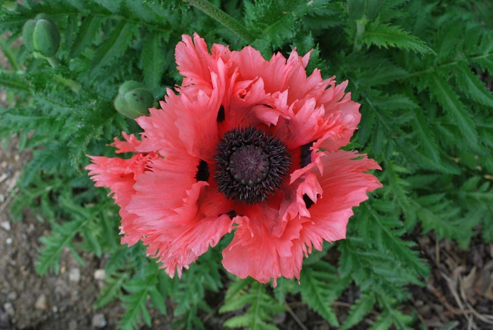 Саженцы многолетнего мака. Мак Восточный папавер. Мак Восточный (Papaver orientale l.). Мак Восточный (Papaver orientale). Мак Восточный Papaver листья.