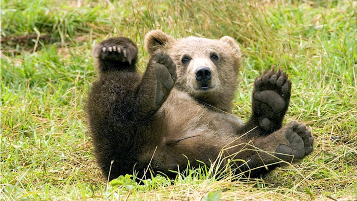     Жители Карелии рассказали журналистам о спасении двух медвежат, оставшихся без матери.