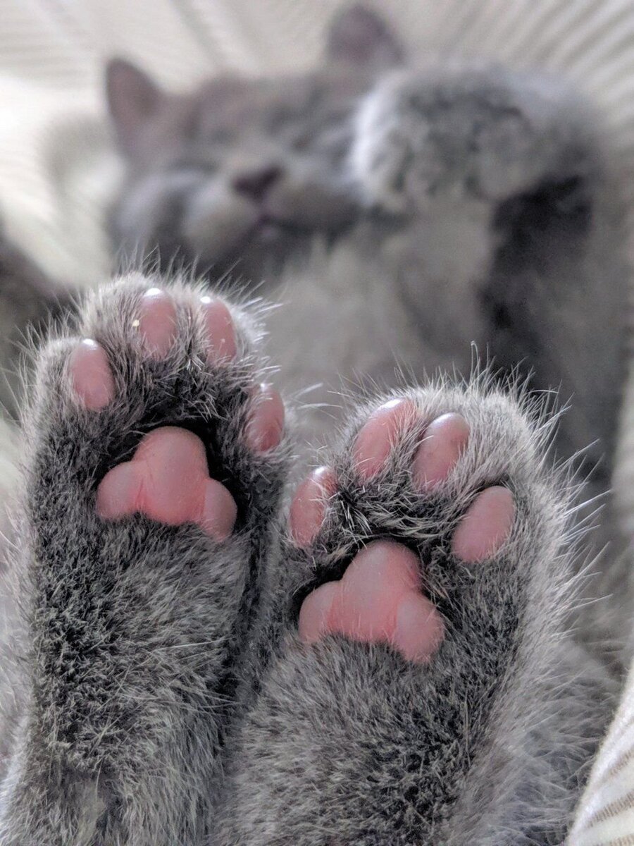 Как выглядит лапа кота. Кошачья лапка. Кошачьи подушечки. Подушечки лап.