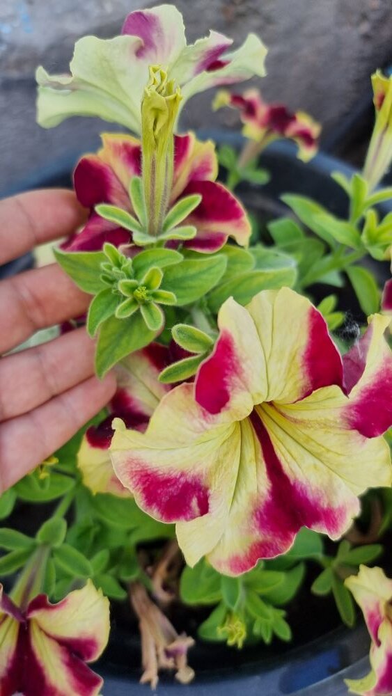 Хлороз петунии