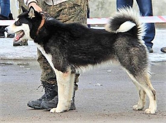 Типичная восточно-сибирская лайка