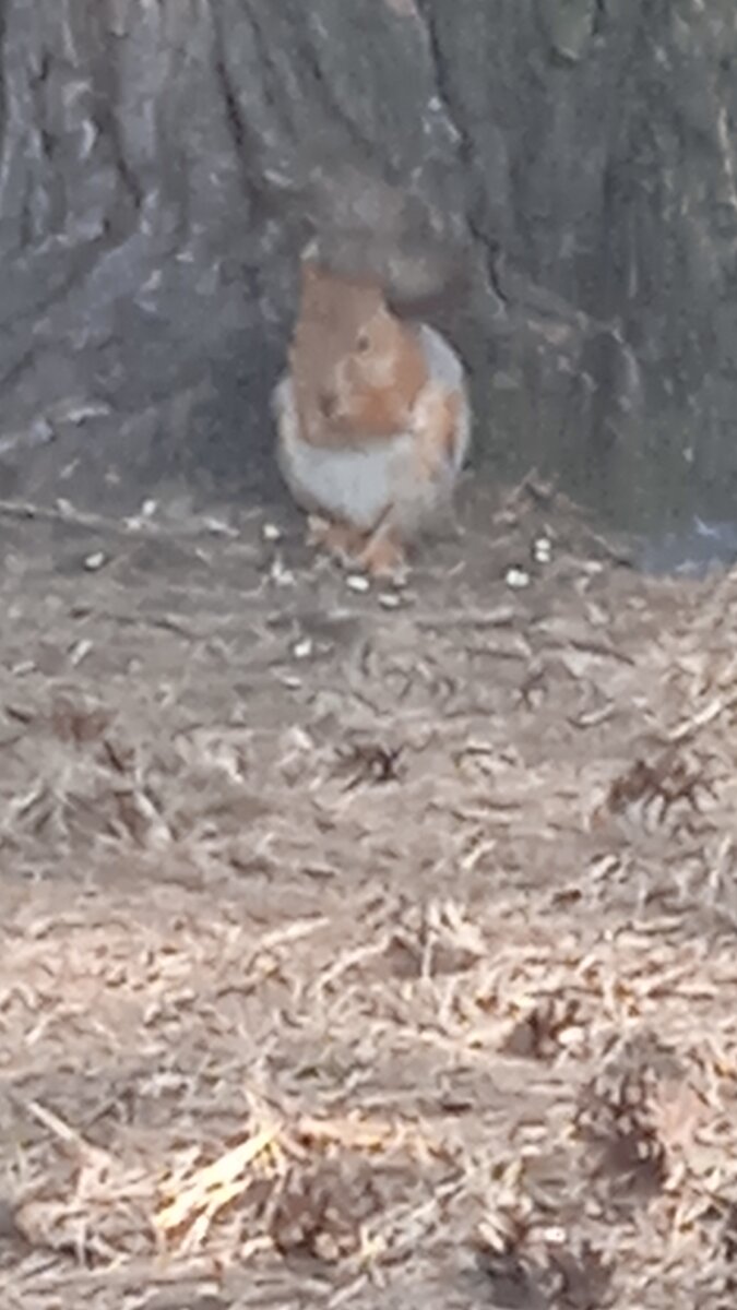 На фото белка а не мышь) 