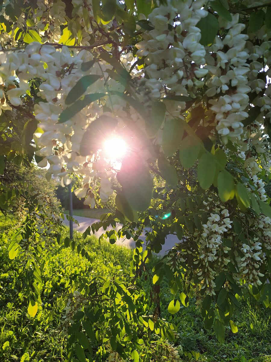 Фото автора. В том смысле, что любовь - как солнца луч, всё освещает, светит, греет 