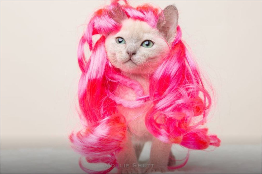 Источник: https://vcc.cfa.org/