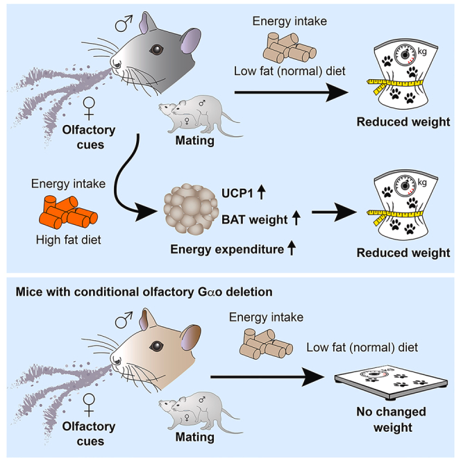 Графическое резюме  работы https://www.ncbi.nlm.nih.gov/pmc/articles/PMC10067763/
