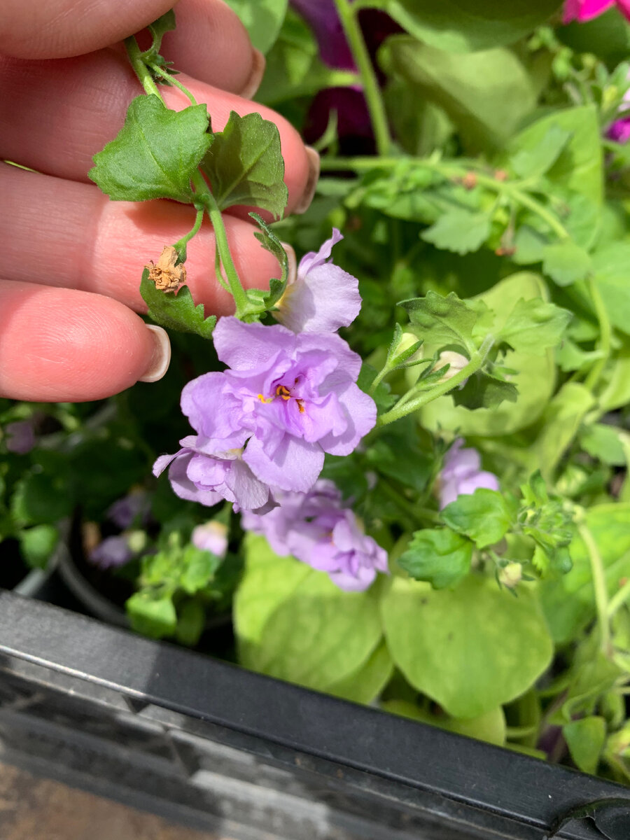 Растение ампельное с мелкими голубоватыми цветочками. Пройти мимо не смогла. Бакопа ампельная на фото. Фото автора