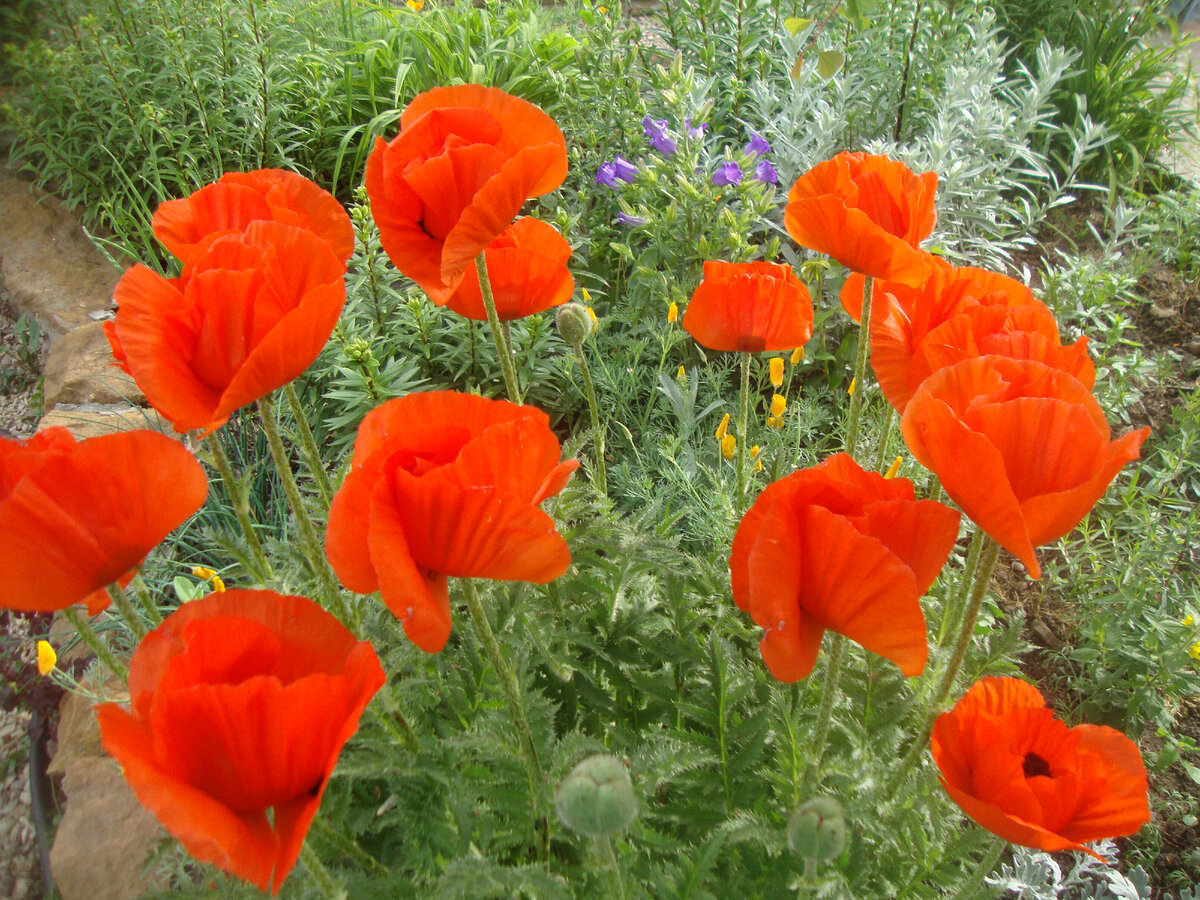 Это его любимые цветы, но в этом году уже отцвели, обошелся ромашками