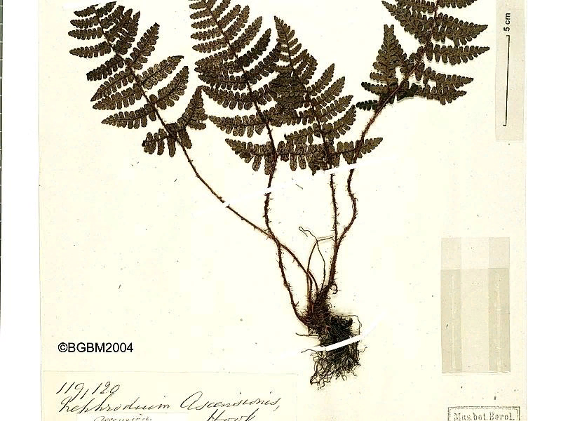 Один из сохранившихся гербариев с Dryopteris ascensionis 