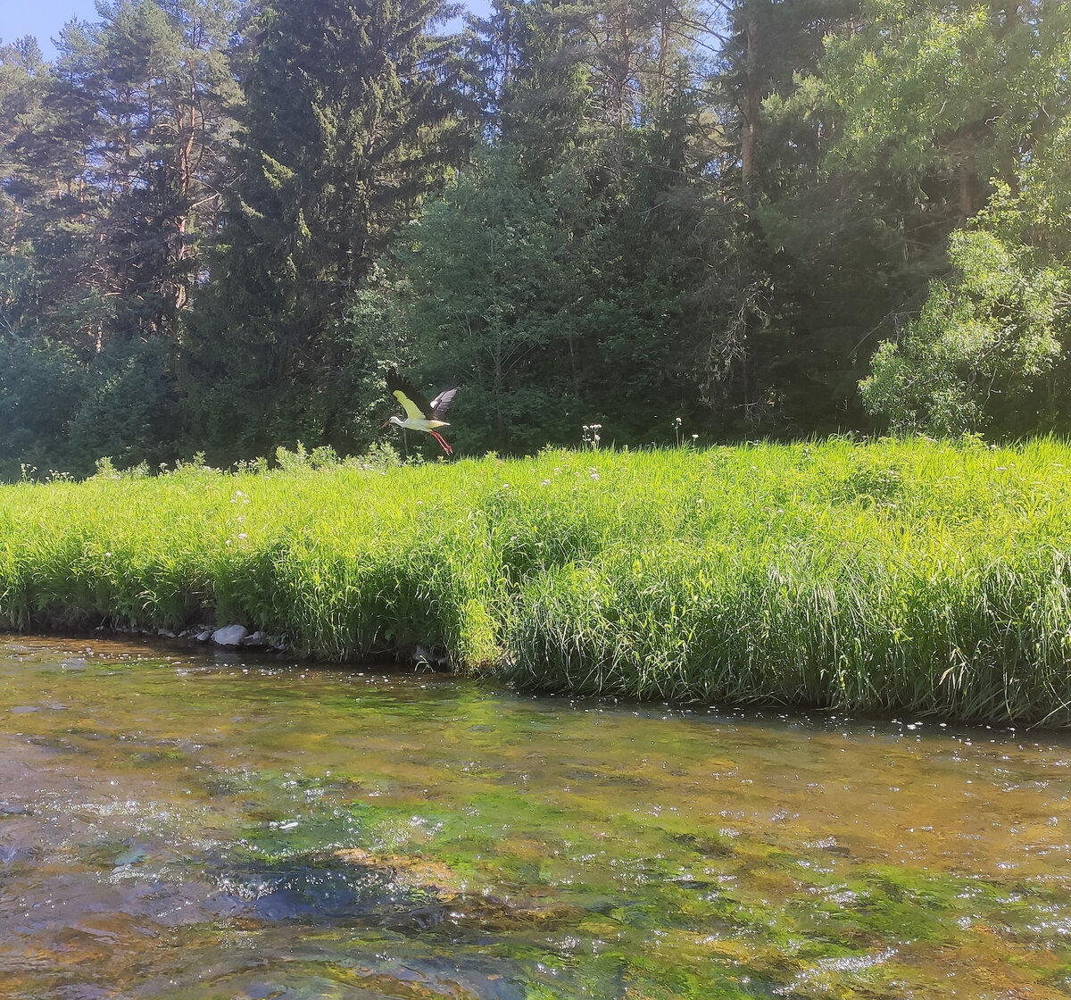 Тверская область, река Осуга, аист