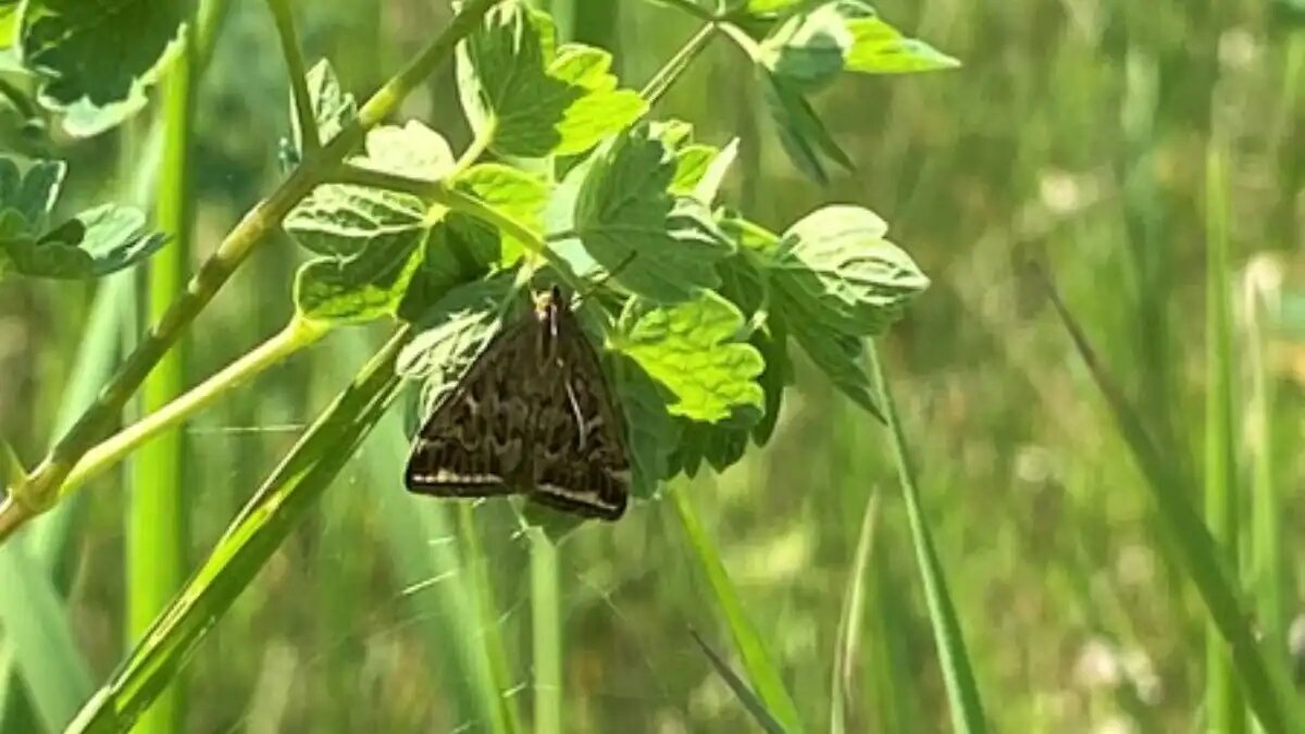 Фото:mcxpx.ru Бабочка лугового мотылька в полях Хакасии