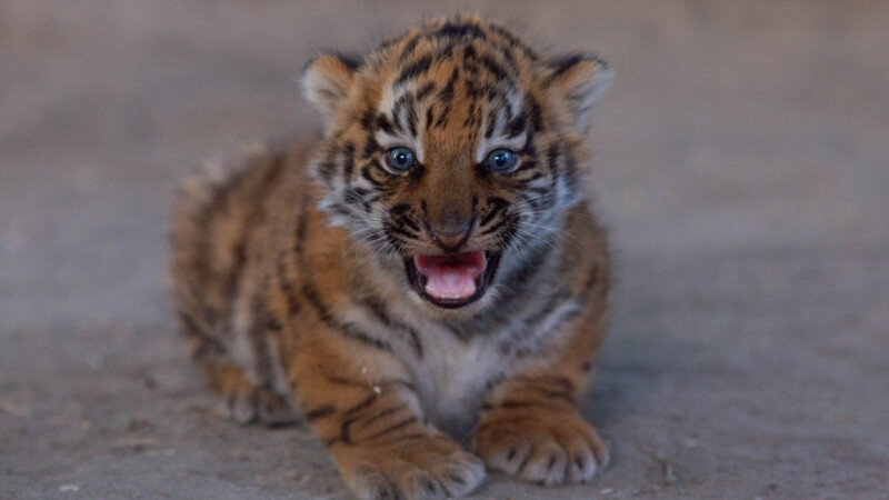     Животные барнаульского зоопарка Барнаульский зоопарк "Лесная сказка"