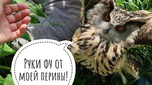 Сова филин Ёль гонит меня прочь, кошка Морошка завтракает бабочками. Добыли у совы огромное перо