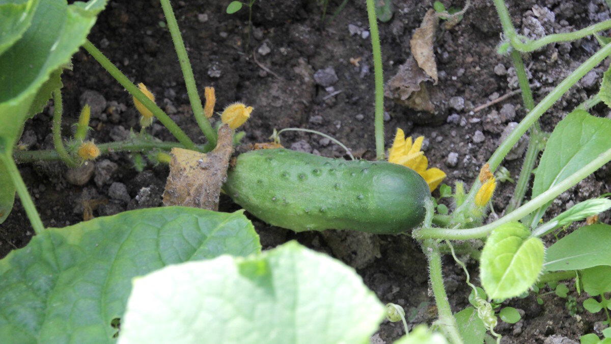    Как правильно высаживать огурцы и другие овощи