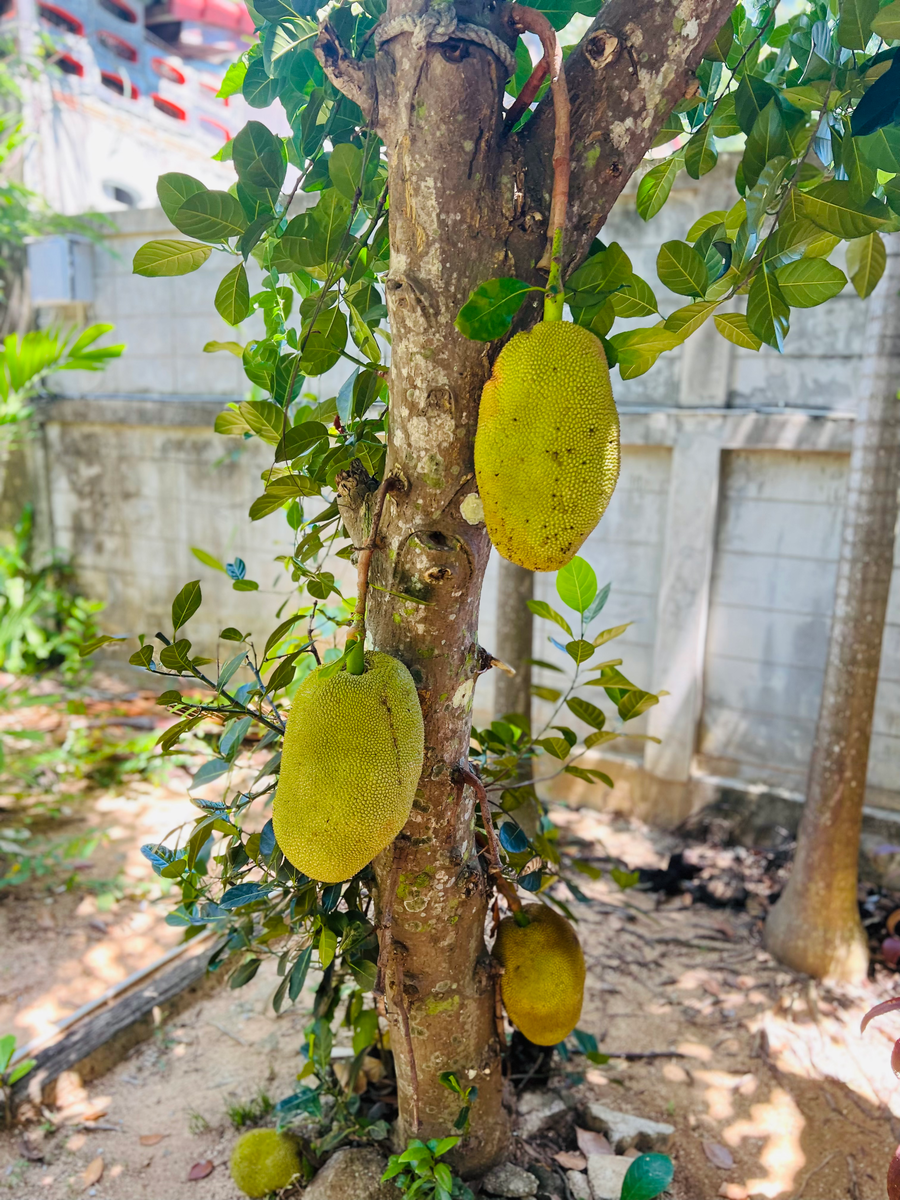 Это джекфрутовое дерево растет у нашего крыльца