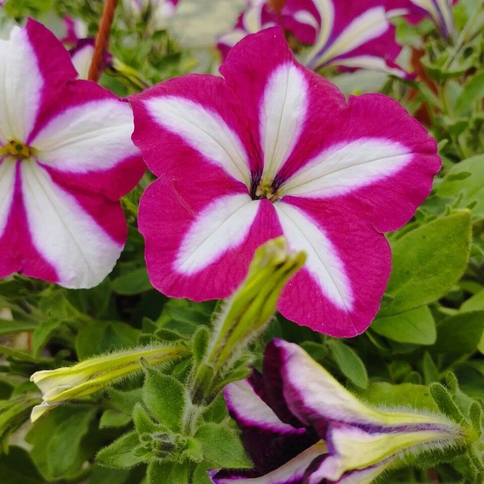      petunias_victoria