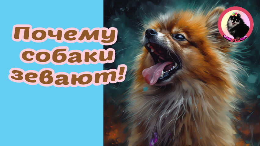 Почему собаки зевают 🐾 Шпиц Боня