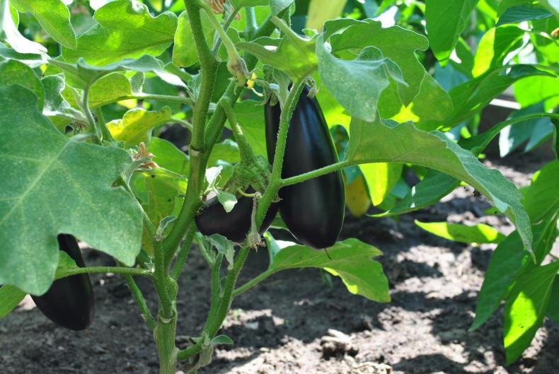 Зреющие баклажаны на кусту