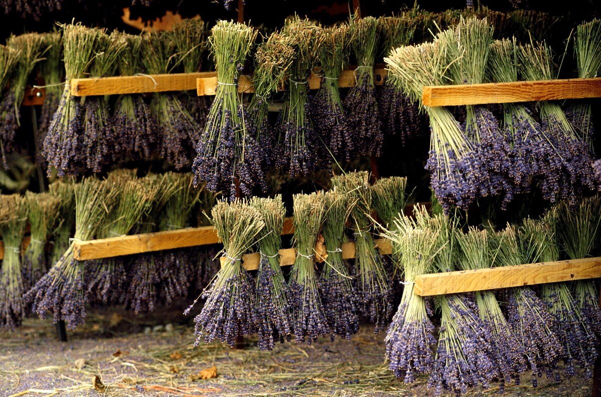 Алтай всегда привлекал Виктора Михайловича. Этот прекрасный край издревле славился своей девственной природой, чистейшим воздухом, а главное, травами с чудодейственным эффектом. Оказавшись в Алтае, Виктор Михайлович познакомился с местным охотником и отшельником Темиром. Он рассказал врачу все о лечебных свойствах трав. После года проживания в Алтае, с Виктором Михайловичем произошло чудо – он полностью исцелился. И все это благодаря лекарственным травам. С этого момента он понял, что теперь главная его цель – помогать людям вылечиться раз и навсегда с помощью даров природы. Он основал компанию SOLANA.