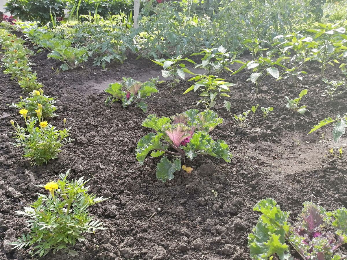 Вид на огород