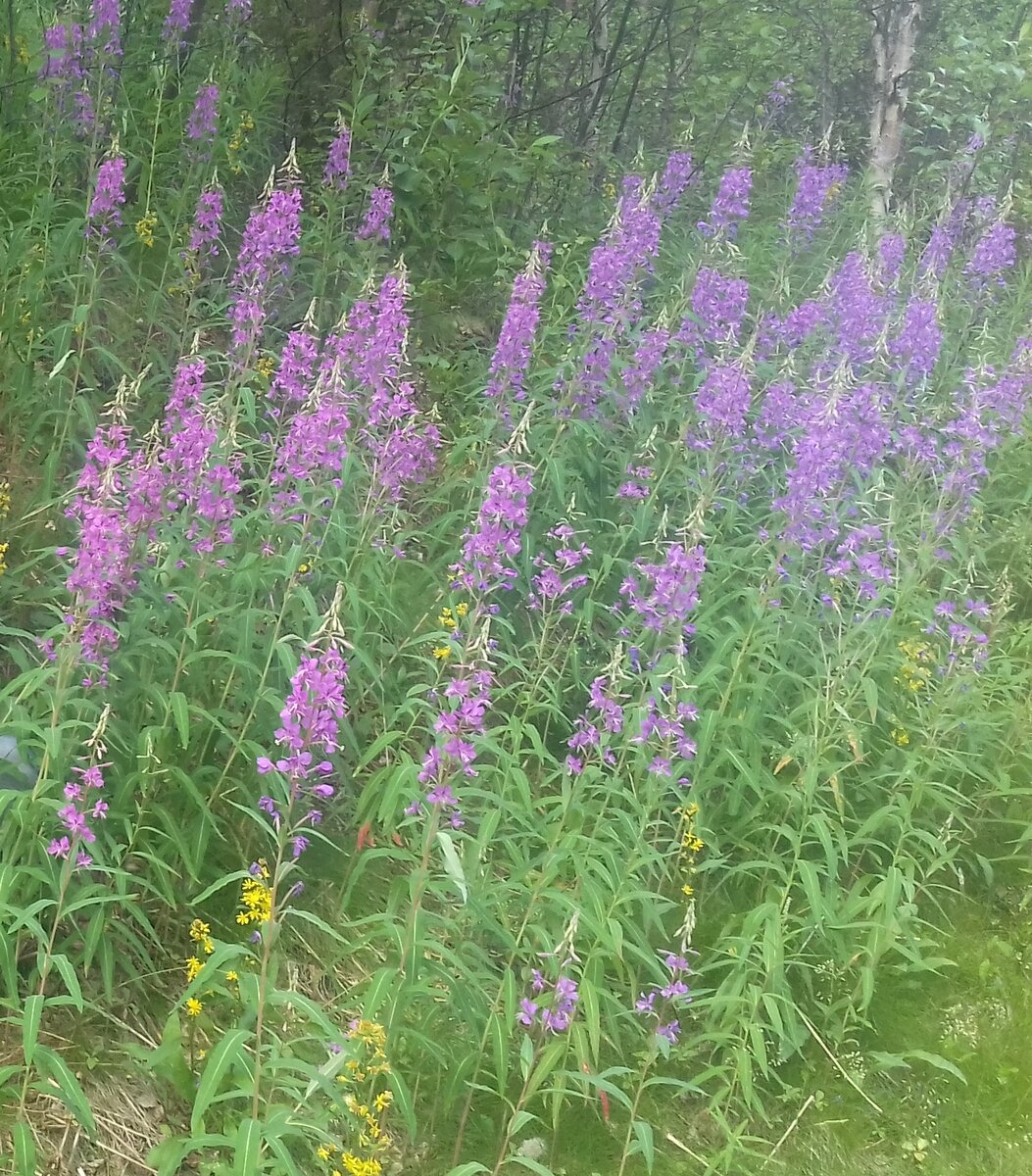 Вот он, иван-чай - фото из архива северных воспоминаний
