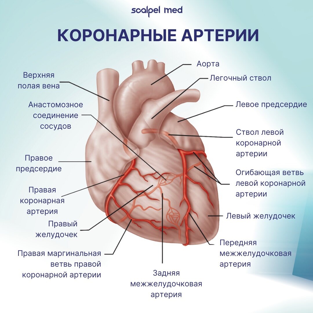 Коронарные артерии