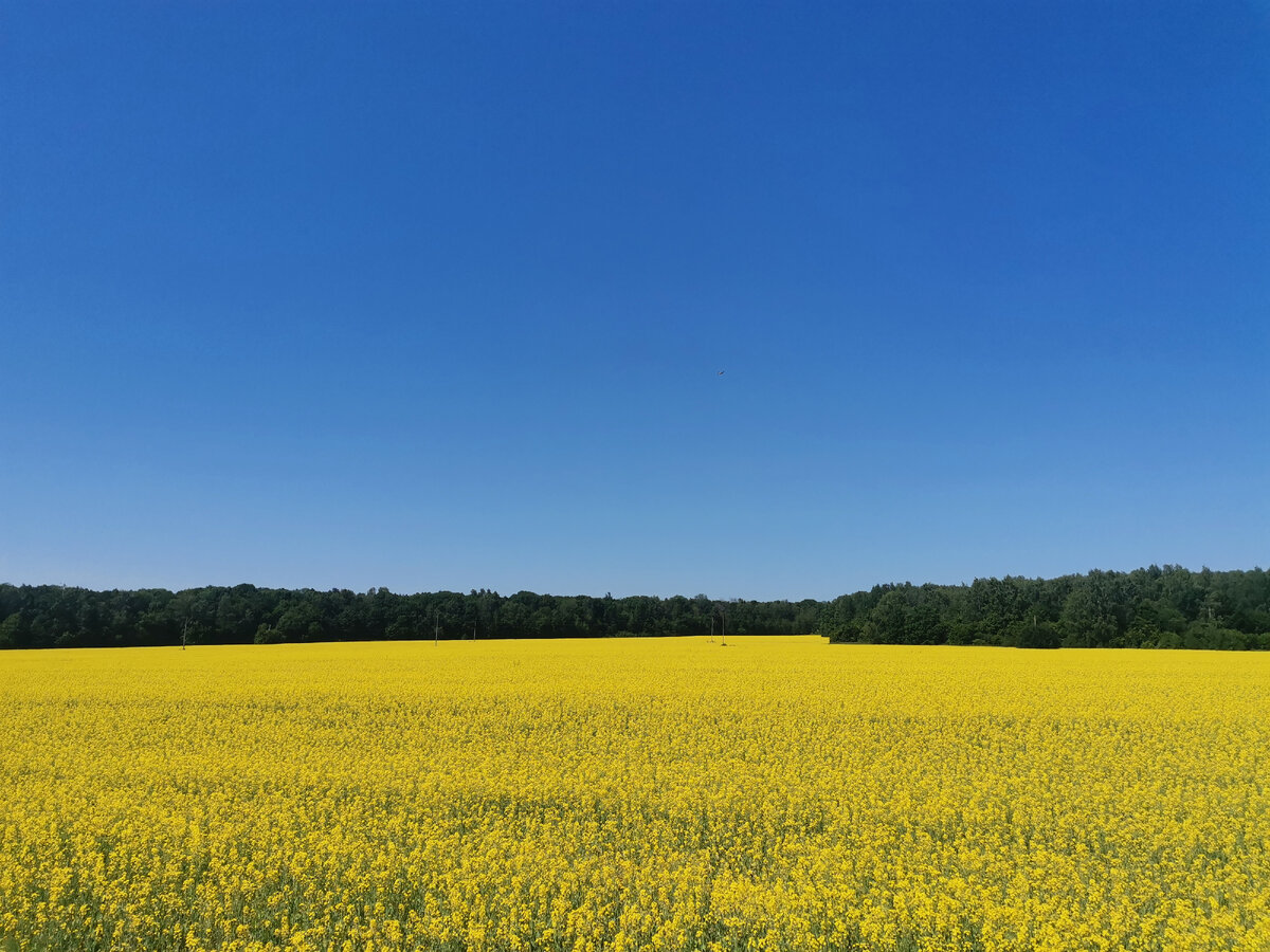 Мечтаю о зиме | Исповедь детдомовки | Дзен