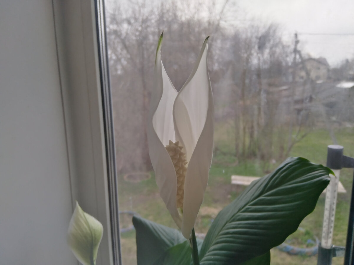 Этот спатифиллум, "большенький", любит в мутации