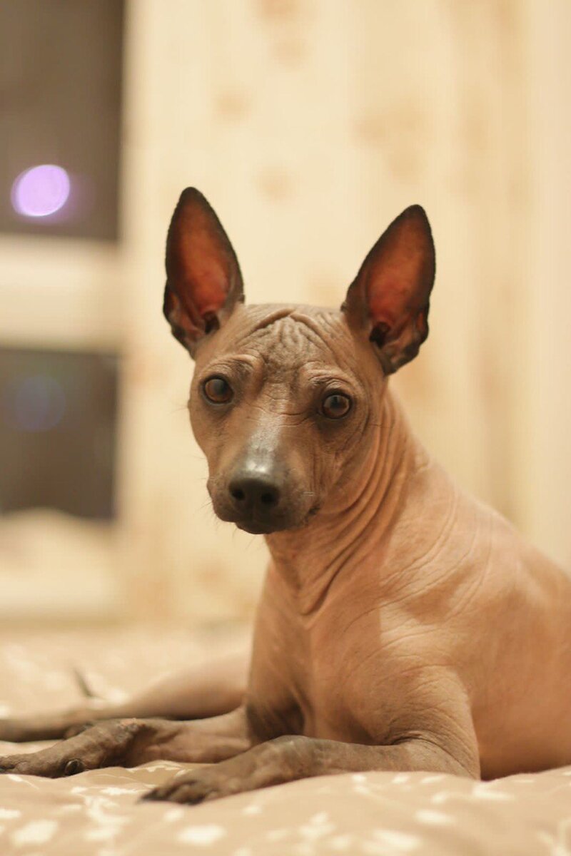 Ксолоитцкуинтли – голая собака из Мексики