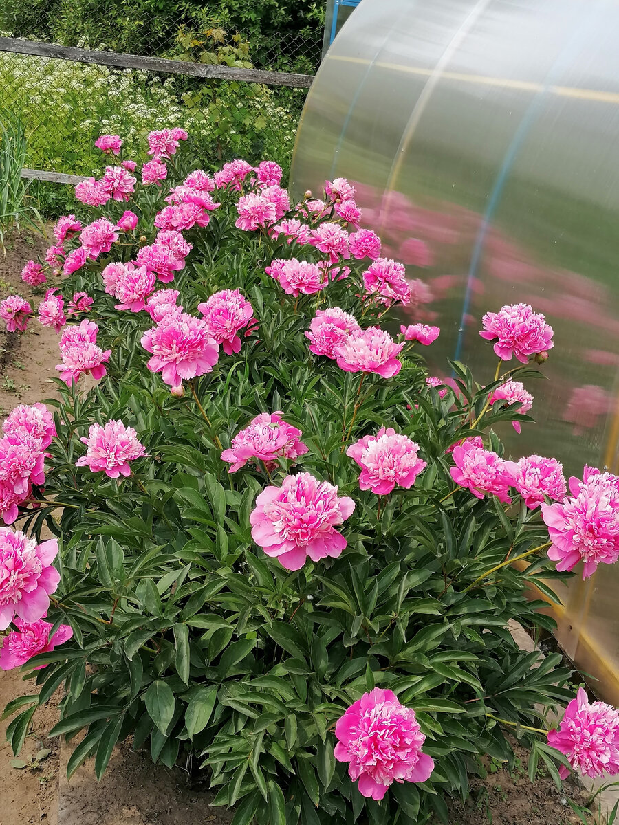 Пионы распустились