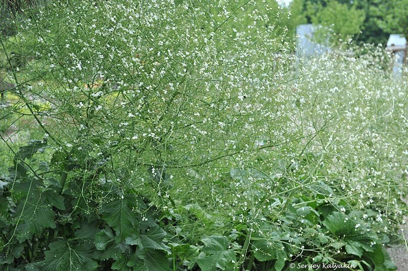 Катран сердцелистный в ландшафтном дизайне