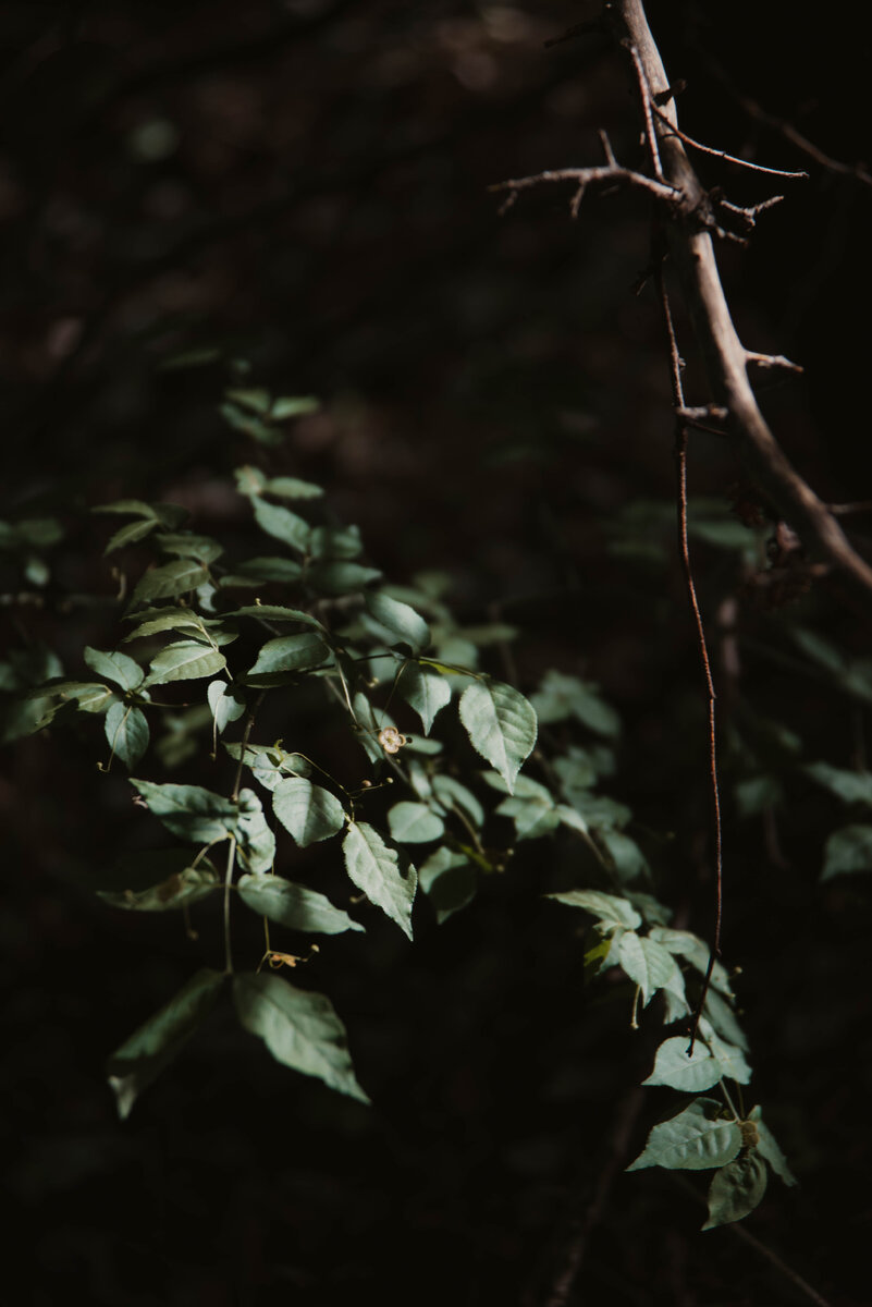 Моя фотография из леса