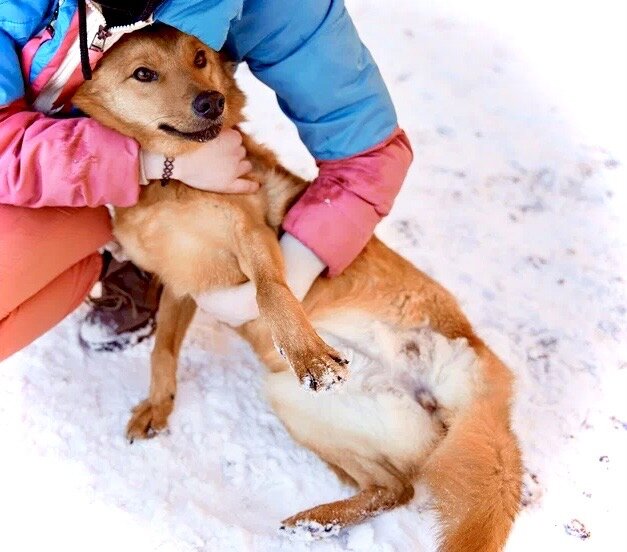 Вот такой новогодний подарок оставили нам...