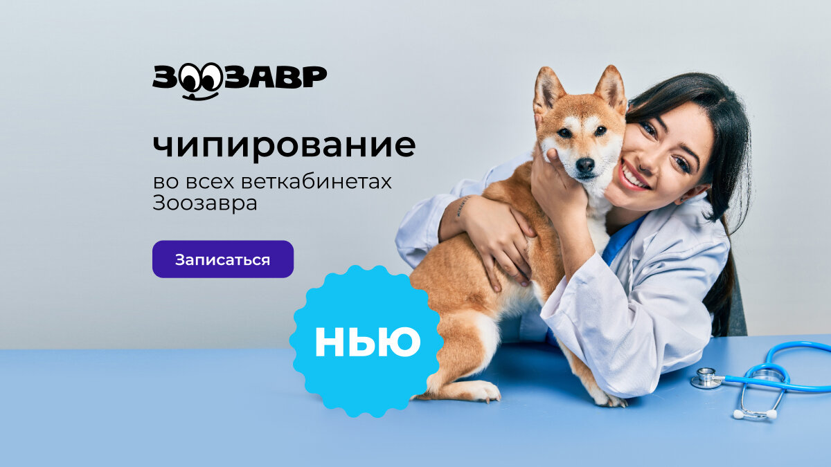 Чипирование: вопросы ветеринару | Зоозавр | Дзен