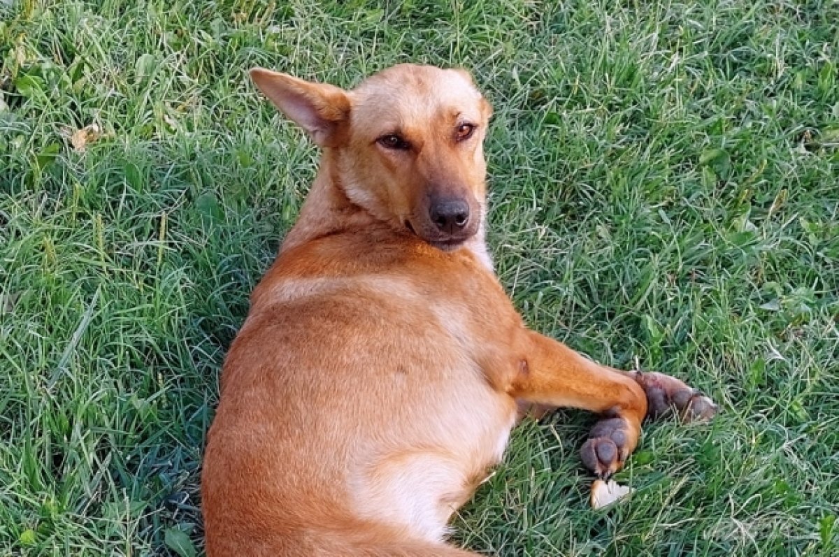    В Пермском крае спасателям пришлось вызволять попавшую в капкан собаку