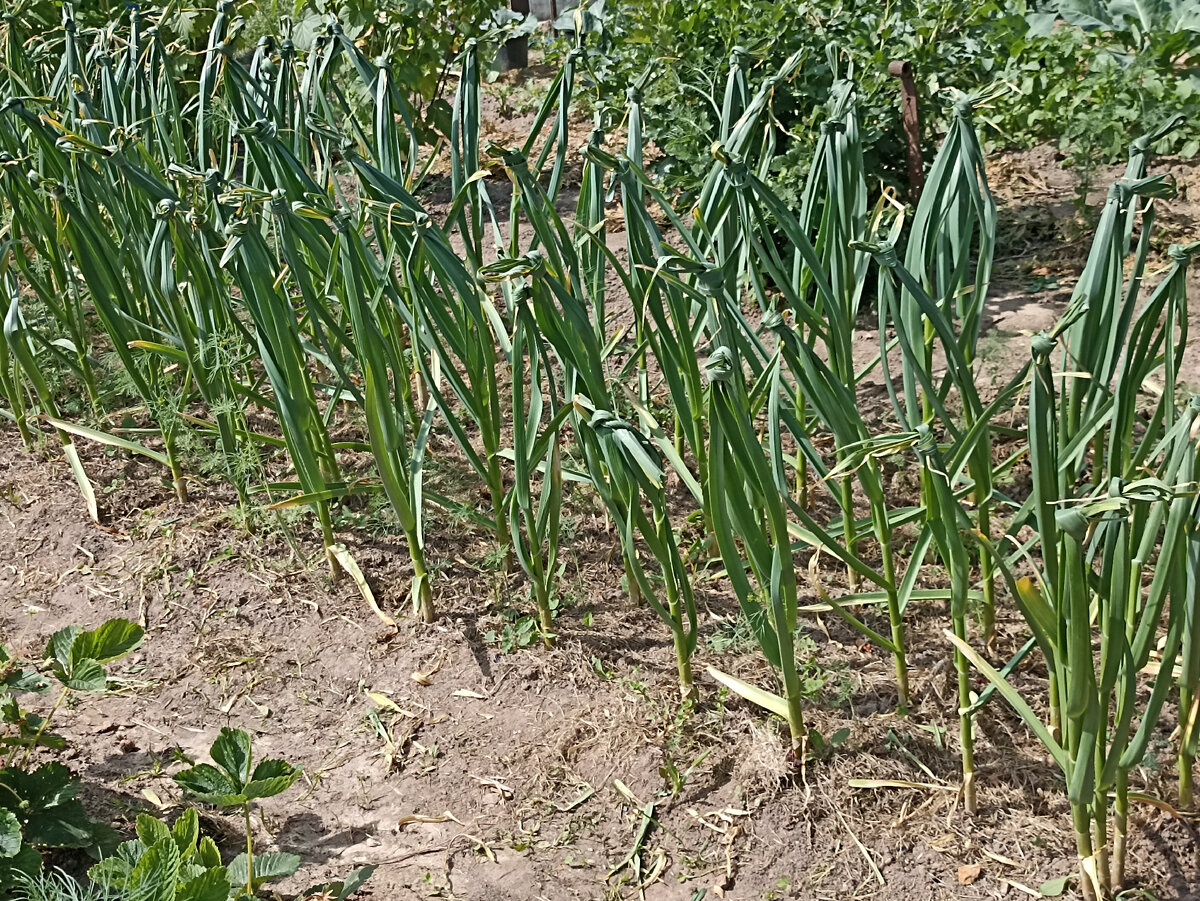 После удаления стрелок завязала верхнюю часть листьев в узел. Фото автора