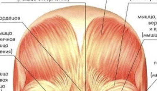 Лобная мышца анатомия