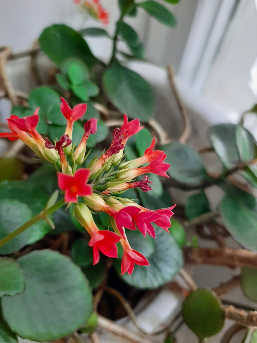 У многих в доме есть это растение, оно настолько простое в уходе, что мы порой забываем о нём. 