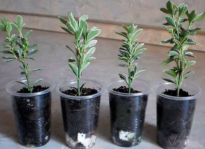 Размножение бересклета черенками.