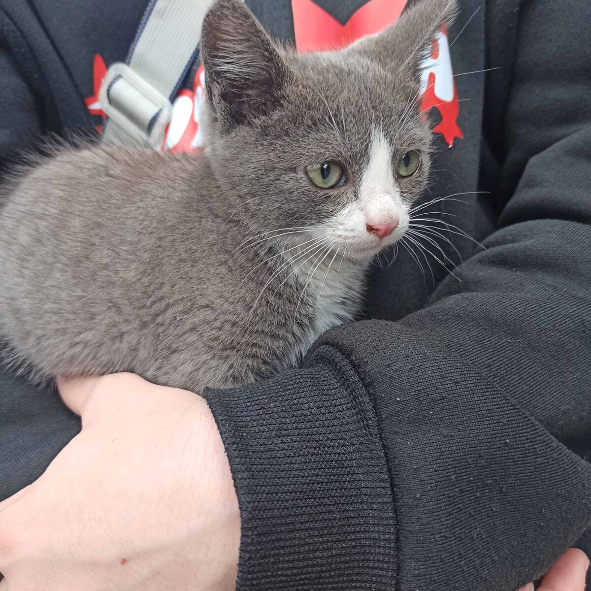 Котёночек