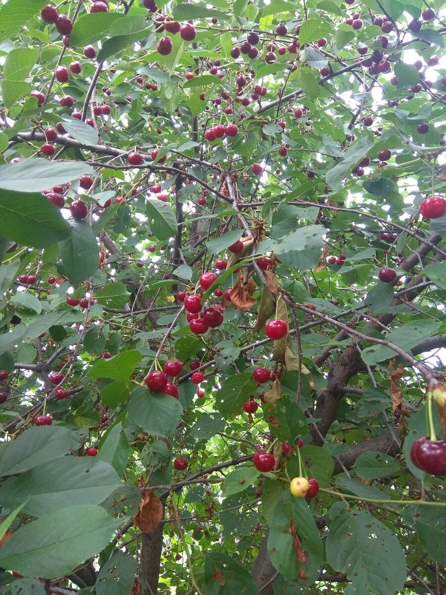 Вишня, которая меня заждалась...