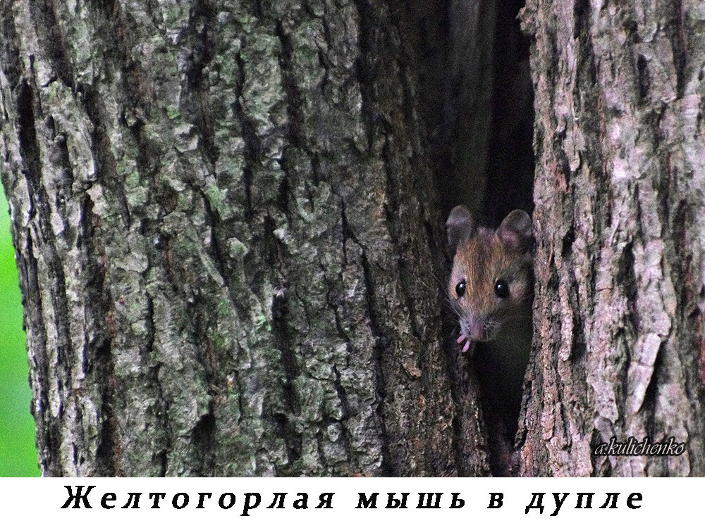 Один изпервых снимков желтогорлой мыши. 