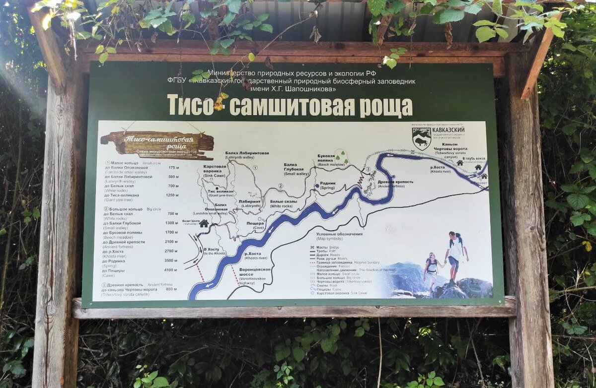 Тисо самшитовая роща как добраться из адлера. Хостинская Тисо-Самшитовая роща. Кавказский заповедник Тисо Самшитовая роща. Тисо-Самшитовая роща Сочи Хоста. Тисо Самшитовая роща Адлер.