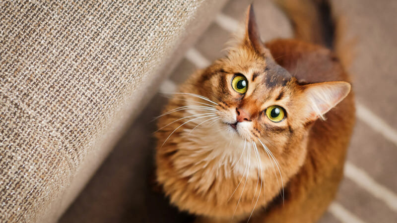 Фото из Интернета.