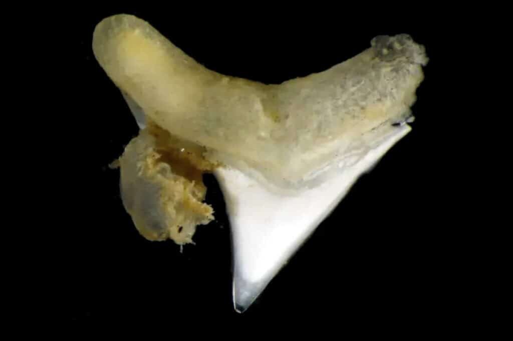    Оседакс на боковой поверхности акульего зуба / ©Greg Rouse, Scripps Oceanography