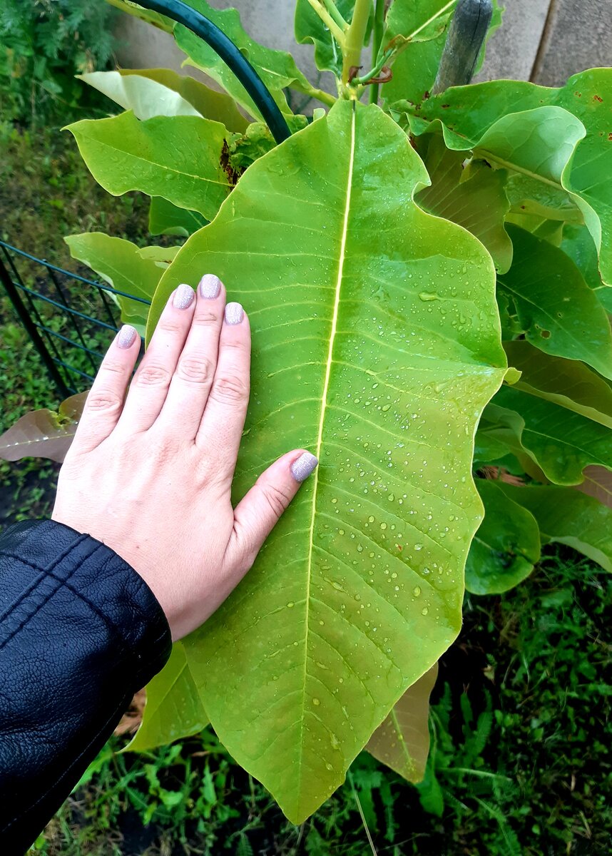 Экзотика как она есть )))