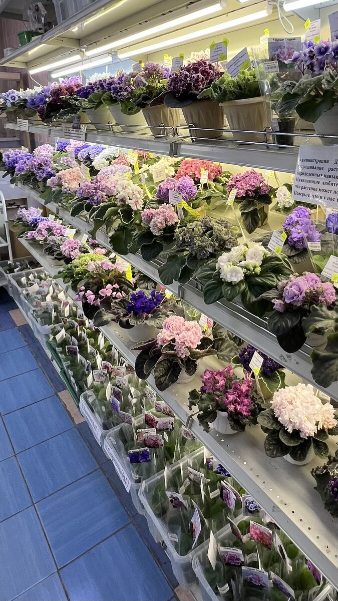 Стеллаж фиалок в «Доме фиалки», в Москве