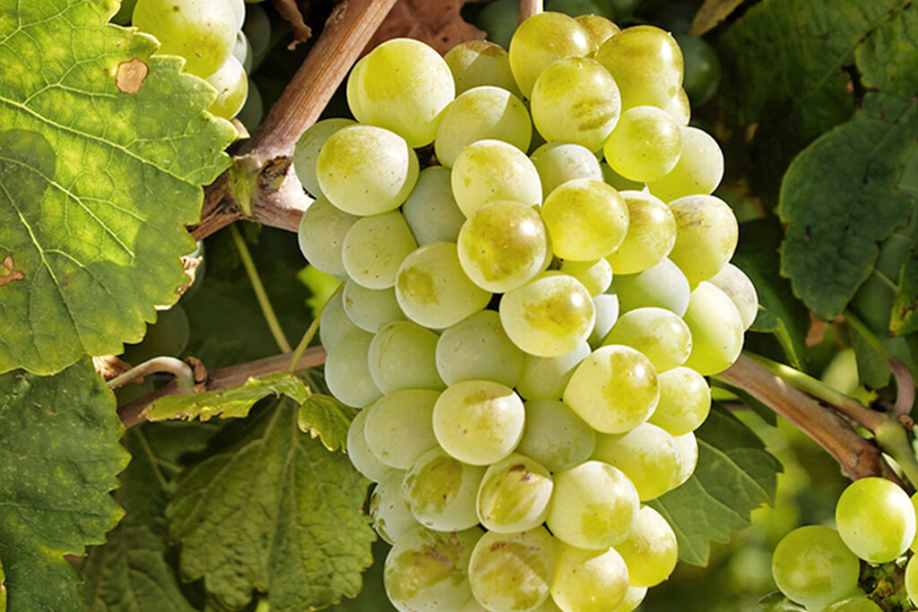 Свое название сорт, вероятнее всего, получил из-за цвета ягод - Verdeio в переводе с испанского означает «зелёный» 💚