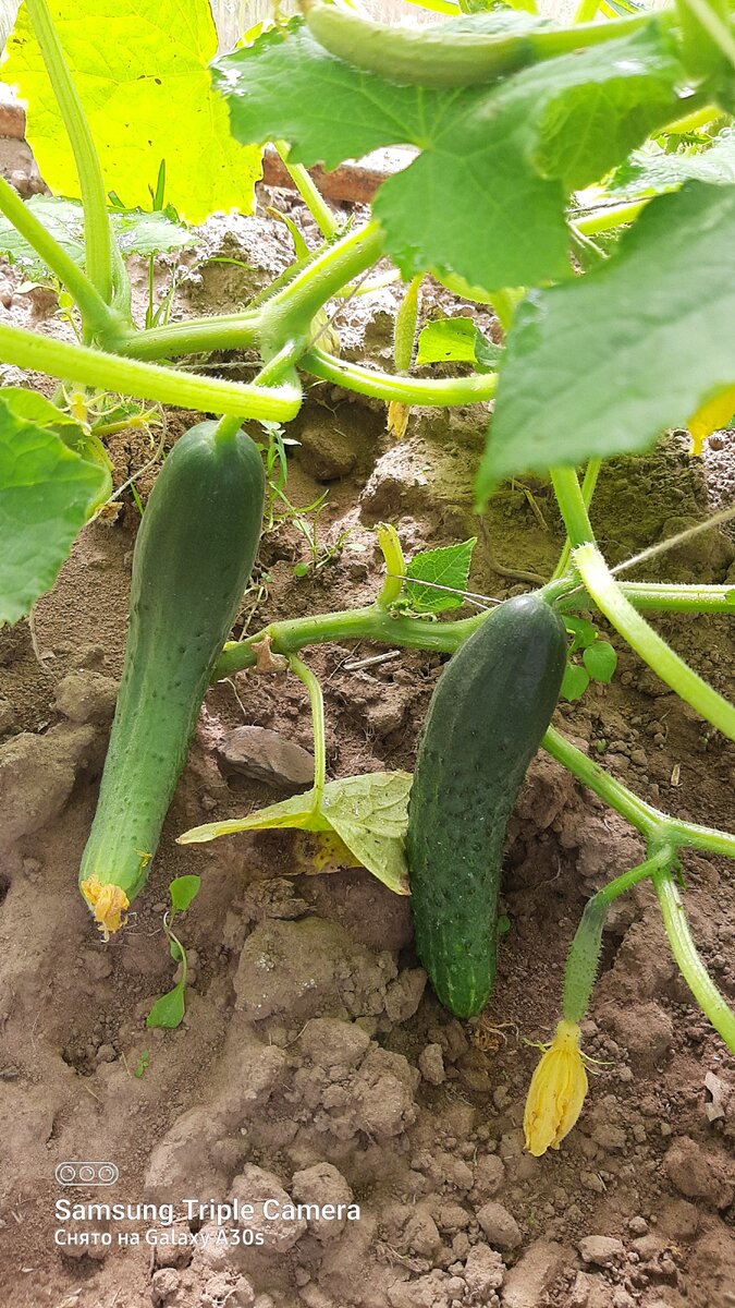 Фото автора.